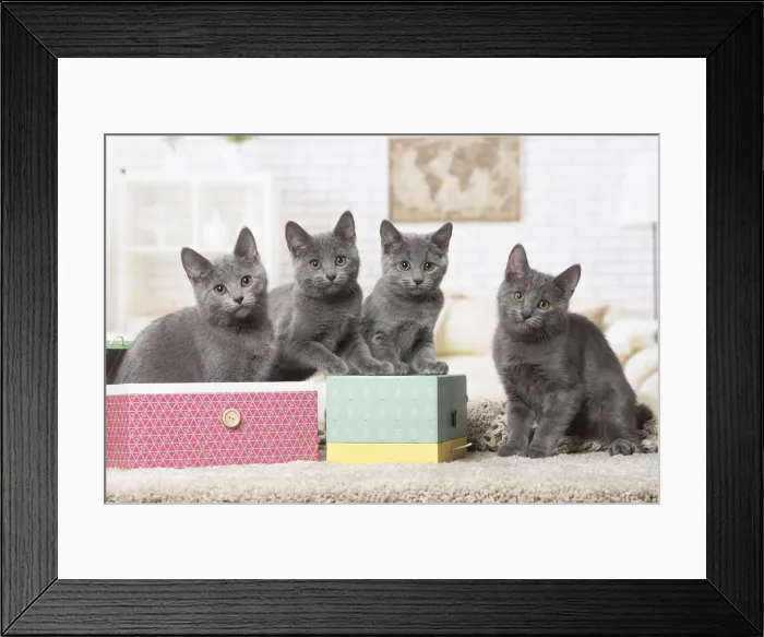 Framed Print : Picture No. 12478533 Framed Print : Picture No. 12478533
