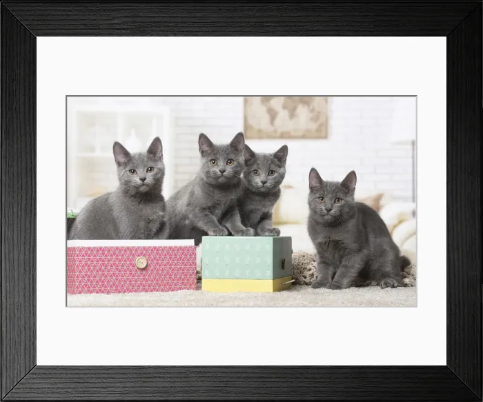 Framed Print : Picture No. 12478534 Framed Print : Picture No. 12478534