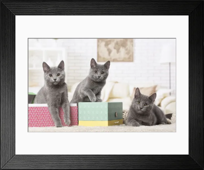 Framed Print : Picture No. 12478535 Framed Print : Picture No. 12478535