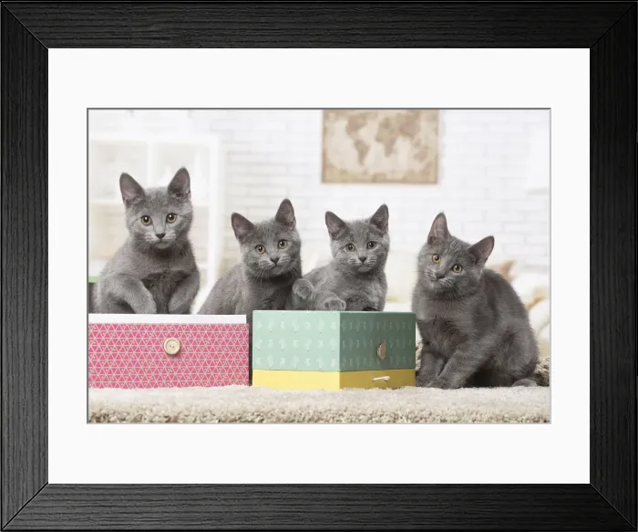 Framed Print : Picture No. 12478536 Framed Print : Picture No. 12478536