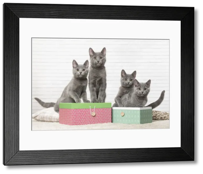Framed Print : Picture No. 12478537 Framed Print : Picture No. 12478537