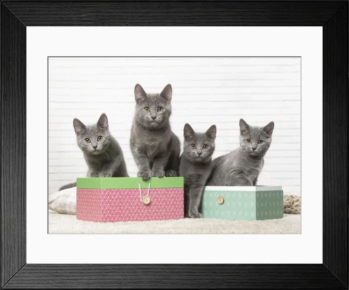 Framed Print : Picture No. 12478538 Framed Print : Picture No. 12478538
