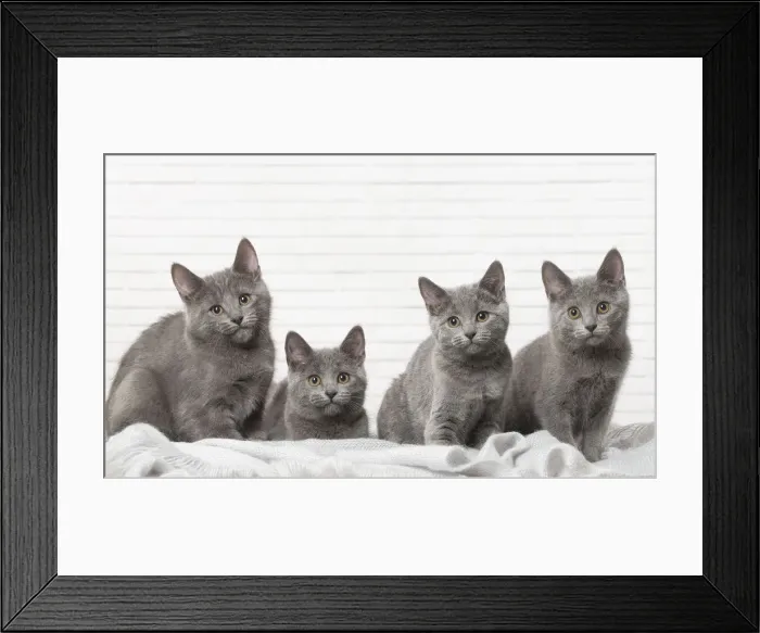 Framed Print : Picture No. 12478540 Framed Print : Picture No. 12478540