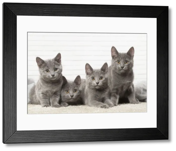 Framed Print : Picture No. 12478544 Framed Print : Picture No. 12478544