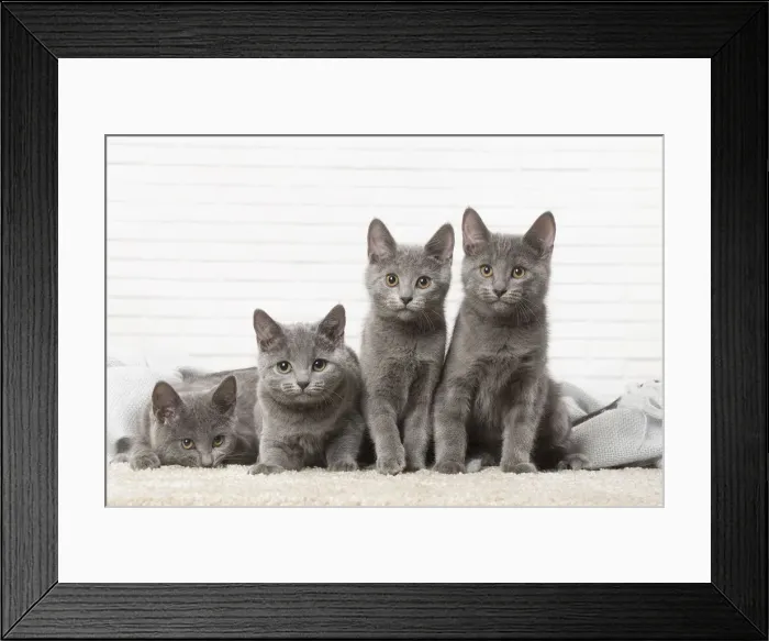 Framed Print : Picture No. 12478543 Framed Print : Picture No. 12478543