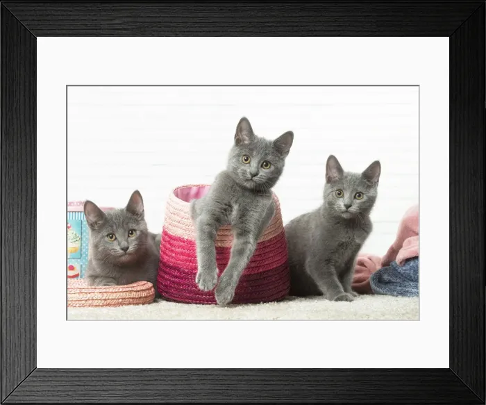 Framed Print : Picture No. 12478545 Framed Print : Picture No. 12478545