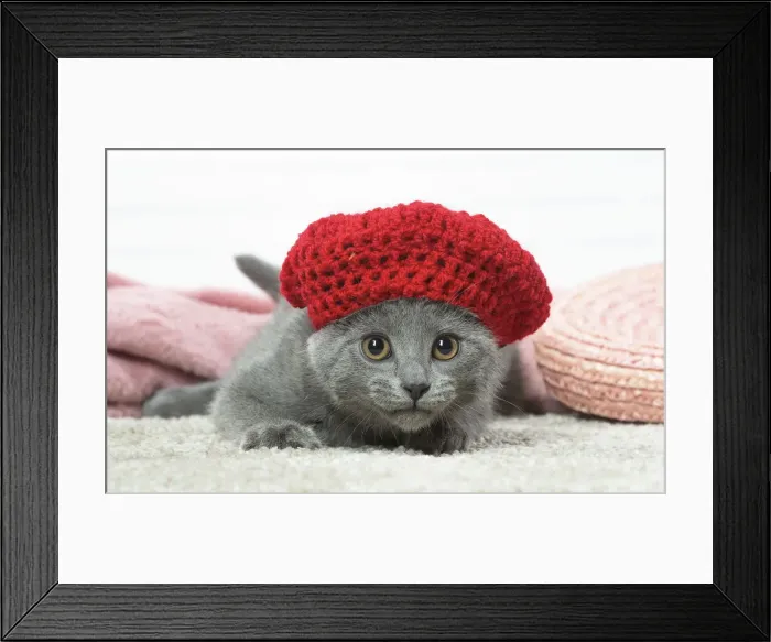 Framed Print : Picture No. 12478551
