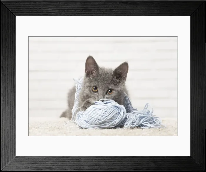 Framed Print : Picture No. 12478554 Framed Print : Picture No. 12478554