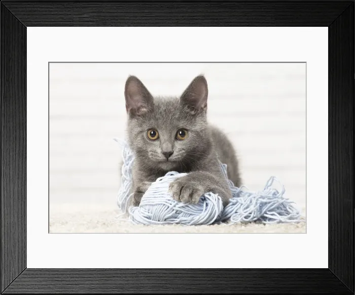 Framed Print : Picture No. 12478555 Framed Print : Picture No. 12478555