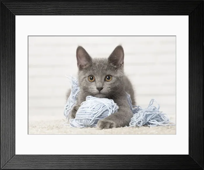 Framed Print : Picture No. 12478556 Framed Print : Picture No. 12478556