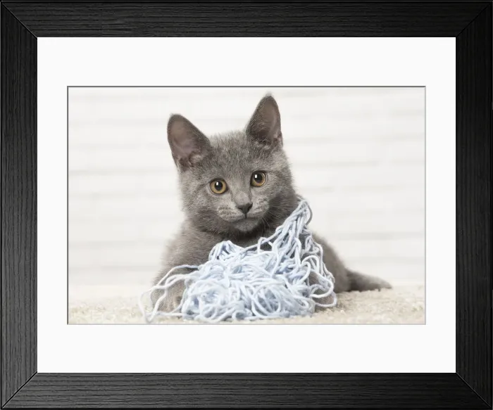 Framed Print : Picture No. 12478557 Framed Print : Picture No. 12478557