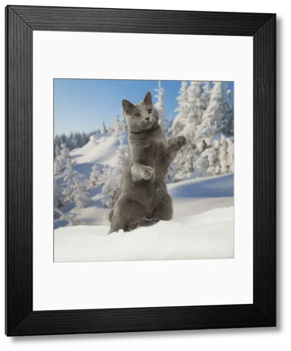 Framed Print : Picture No. 12478558 Framed Print : Picture No. 12478558