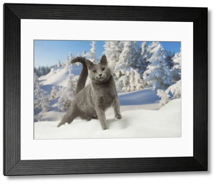 Framed Print : Picture No. 12478559