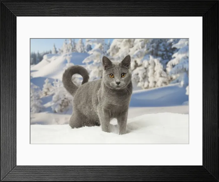 Framed Print : Picture No. 12478560 Framed Print : Picture No. 12478560