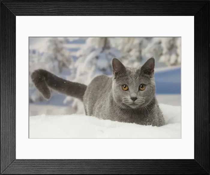 Framed Print : Picture No. 12478561 Framed Print : Picture No. 12478561