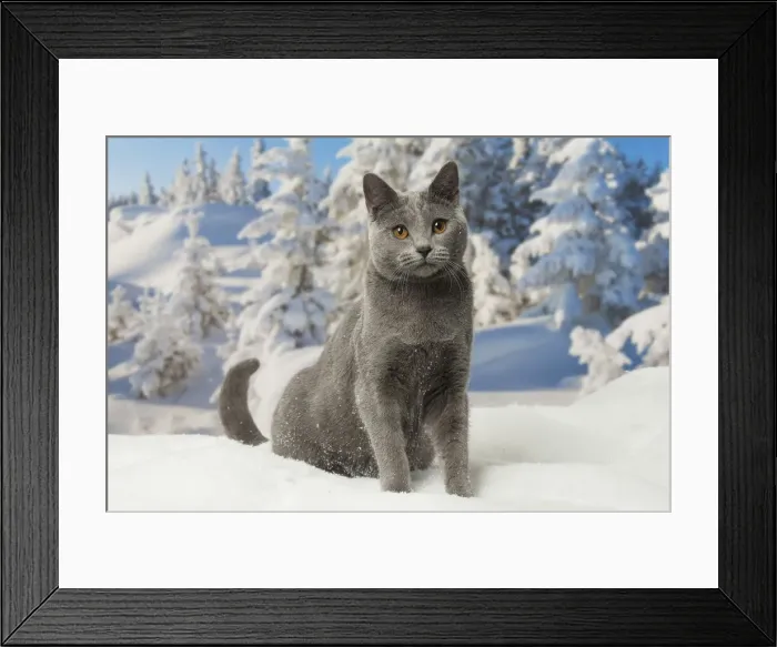 Framed Print : Picture No. 12478562 Framed Print : Picture No. 12478562