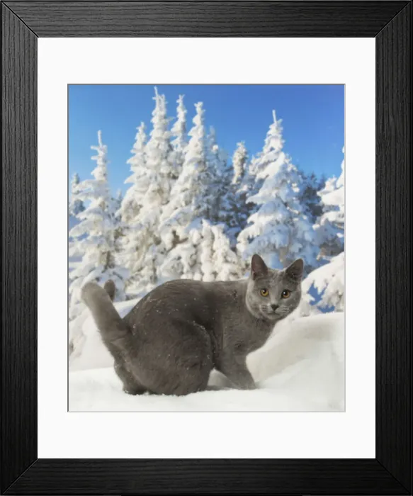 Framed Print : Picture No. 12478563 Framed Print : Picture No. 12478563