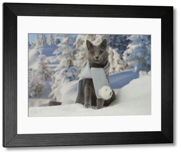 Framed Print : Picture No. 12478565 Framed Print : Picture No. 12478565
