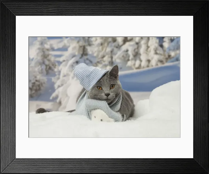 Framed Print : Picture No. 12478566 Framed Print : Picture No. 12478566
