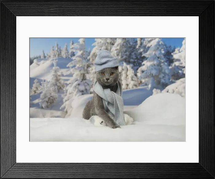 Framed Print : Picture No. 12478569 Framed Print : Picture No. 12478569