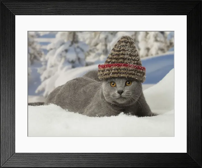 Framed Print : Picture No. 12478570 Framed Print : Picture No. 12478570