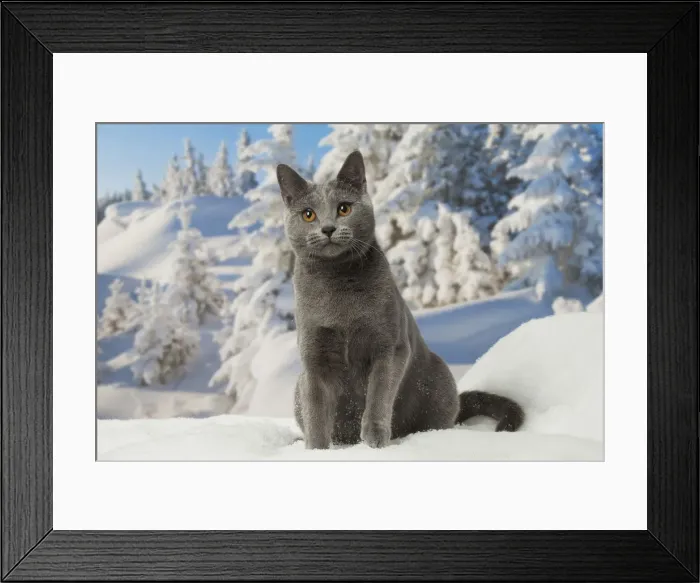 Framed Print : Picture No. 12478572