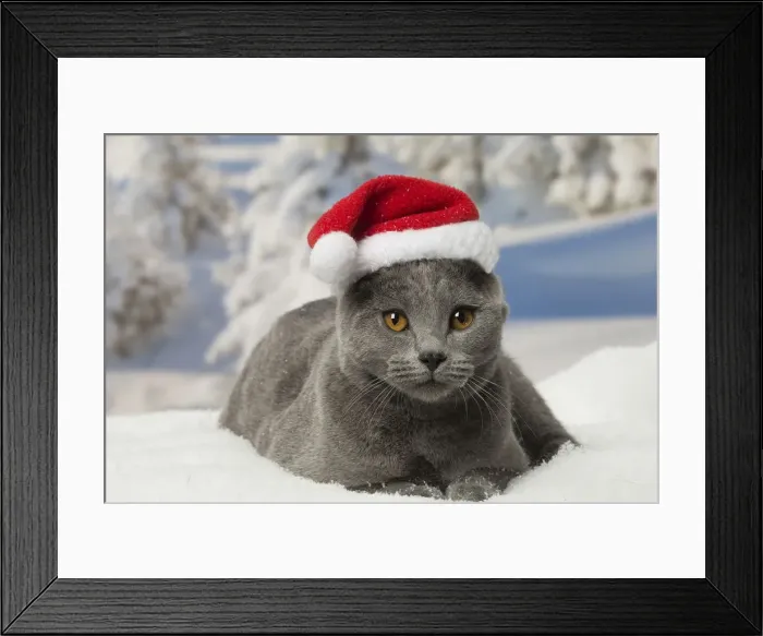 Framed Print : Picture No. 12478571 Framed Print : Picture No. 12478571