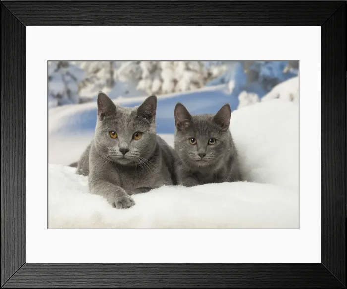 Framed Print : Picture No. 12478573 Framed Print : Picture No. 12478573