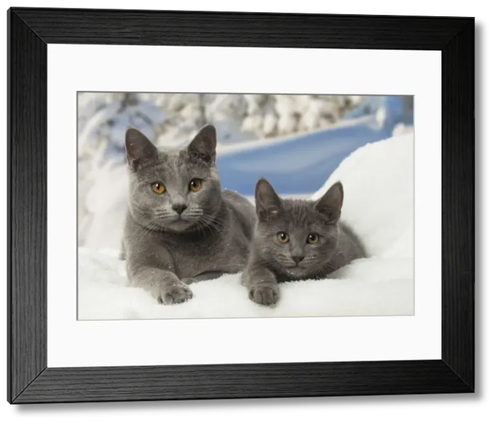 Framed Print : Picture No. 12478574 Framed Print : Picture No. 12478574