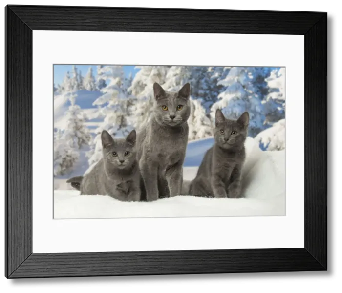 Framed Print : Picture No. 12478576 Framed Print : Picture No. 12478576