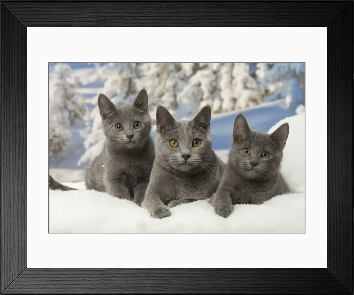 Framed Print : Picture No. 12478575 Framed Print : Picture No. 12478575