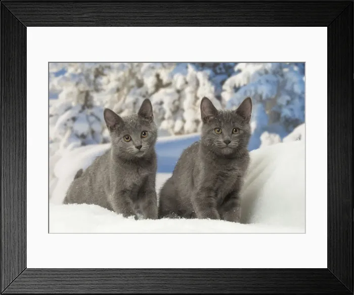 Framed Print : Picture No. 12478577 Framed Print : Picture No. 12478577