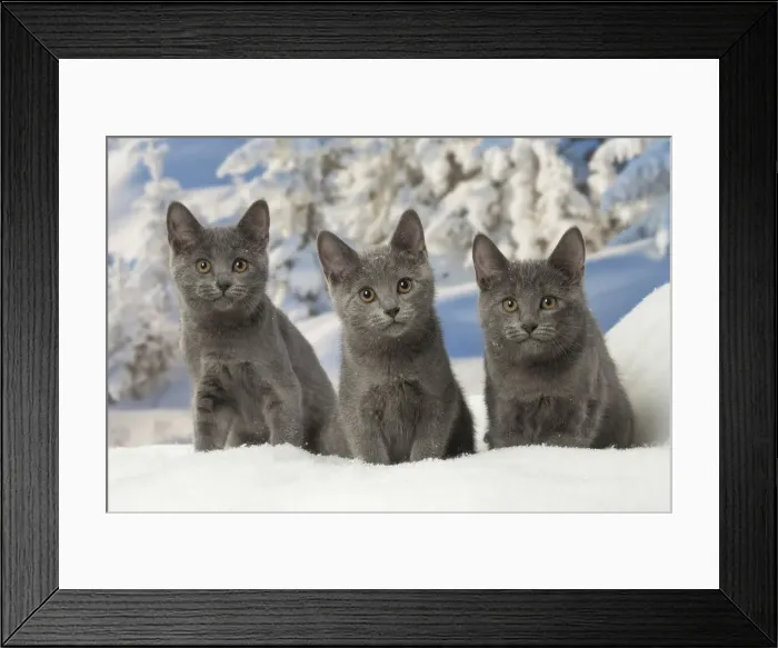 Framed Print : Picture No. 12478578 Framed Print : Picture No. 12478578