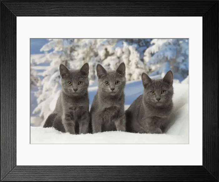 Framed Print : Picture No. 12478579 Framed Print : Picture No. 12478579