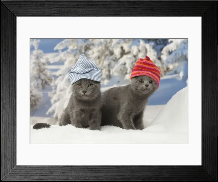 Framed Print : Picture No. 12478581 Framed Print : Picture No. 12478581