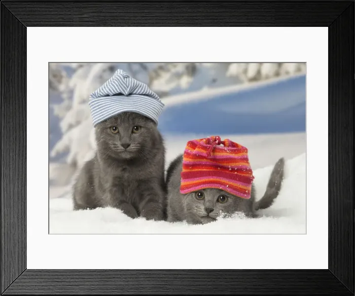 Framed Print : Picture No. 12478583 Framed Print : Picture No. 12478583