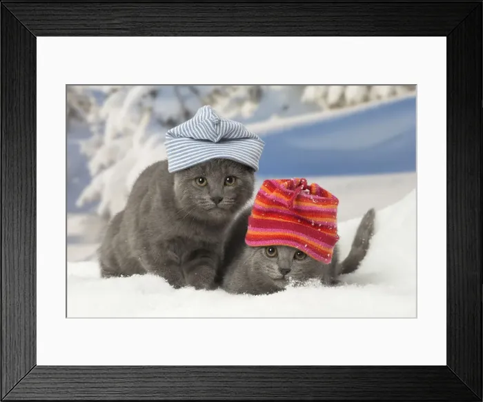 Framed Print : Picture No. 12478584