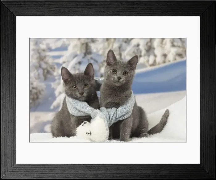 Framed Print : Picture No. 12478585 Framed Print : Picture No. 12478585