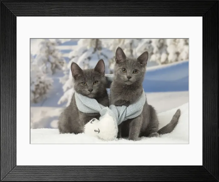Framed Print : Picture No. 12478586 Framed Print : Picture No. 12478586