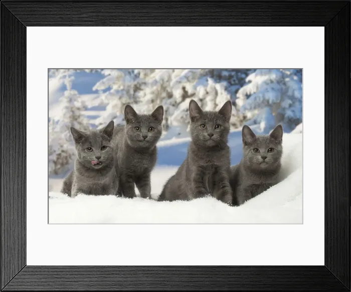Framed Print : Picture No. 12478587 Framed Print : Picture No. 12478587