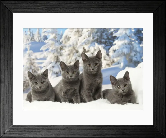 Framed Print : Picture No. 12478588 Framed Print : Picture No. 12478588