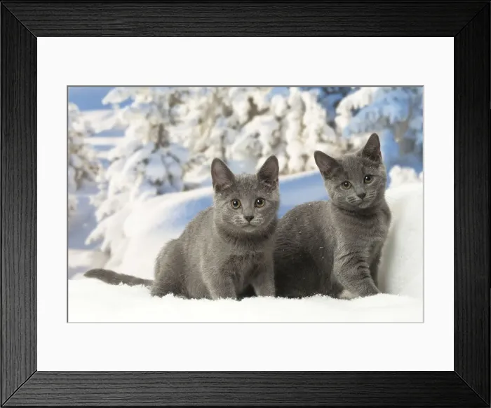 Framed Print : Picture No. 12478589 Framed Print : Picture No. 12478589