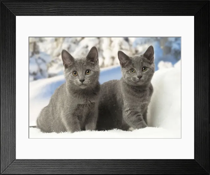 Framed Print : Picture No. 12478590 Framed Print : Picture No. 12478590