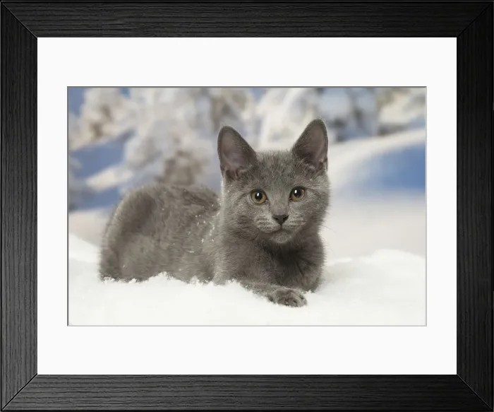 Framed Print : Picture No. 12478591