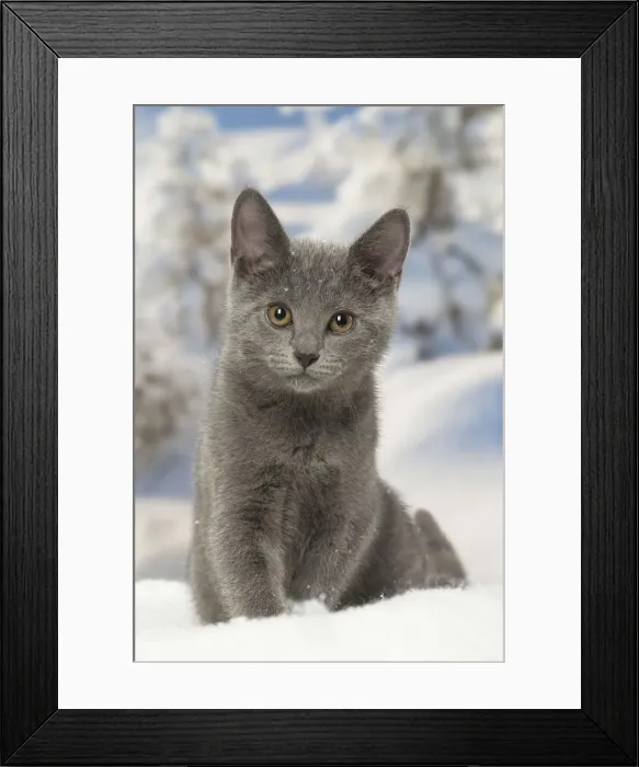 Framed Print : Picture No. 12478592 Framed Print : Picture No. 12478592