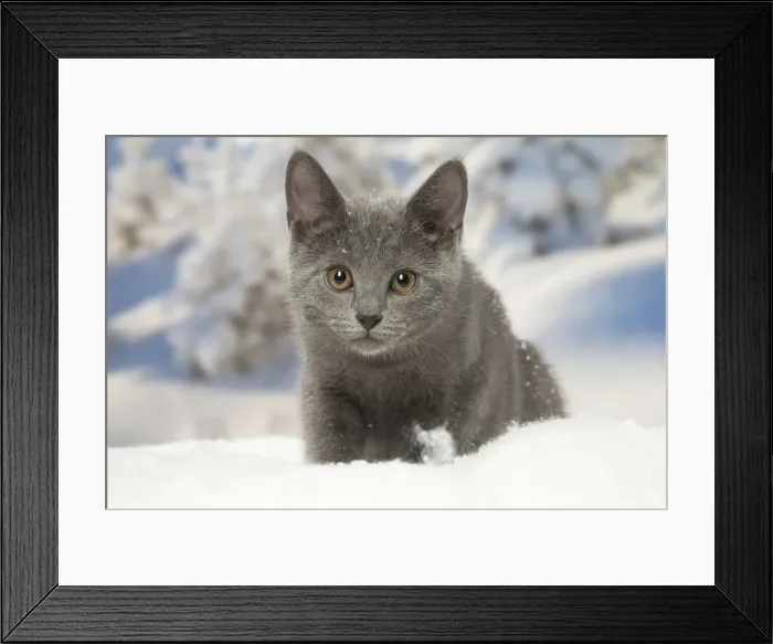 Framed Print : Picture No. 12478593 Framed Print : Picture No. 12478593