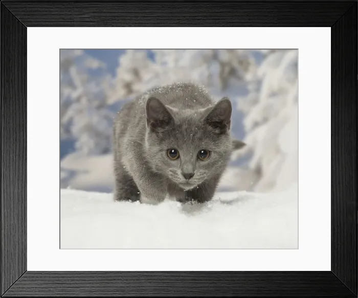 Framed Print : Picture No. 12478594 Framed Print : Picture No. 12478594