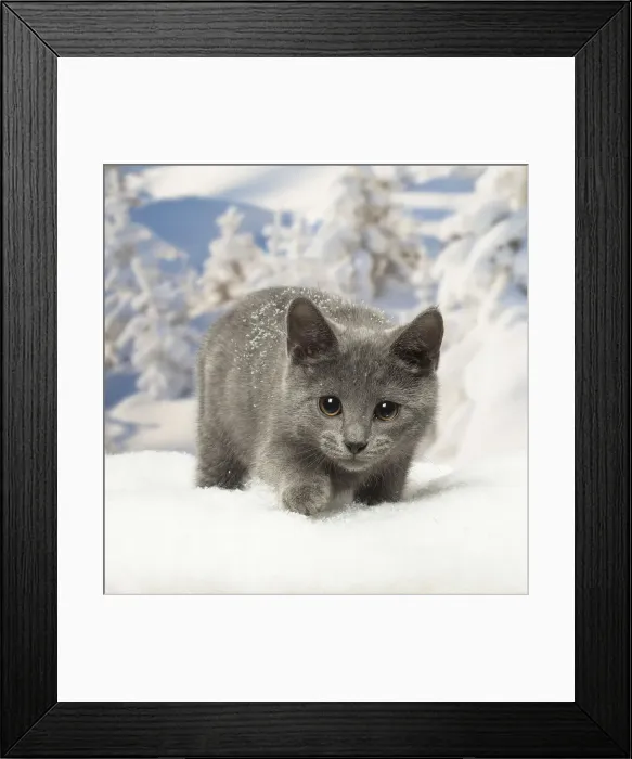 Framed Print : Picture No. 12478595 Framed Print : Picture No. 12478595