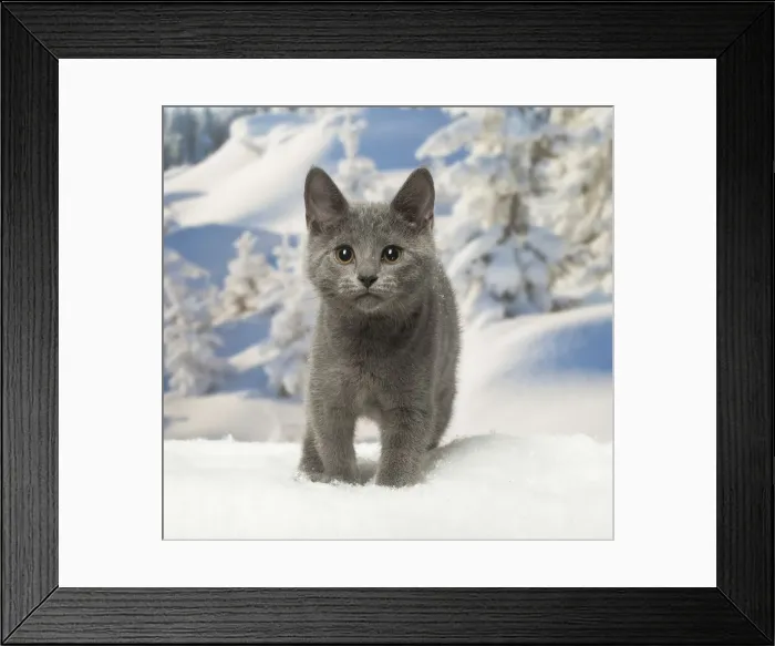 Framed Print : Picture No. 12478596 Framed Print : Picture No. 12478596
