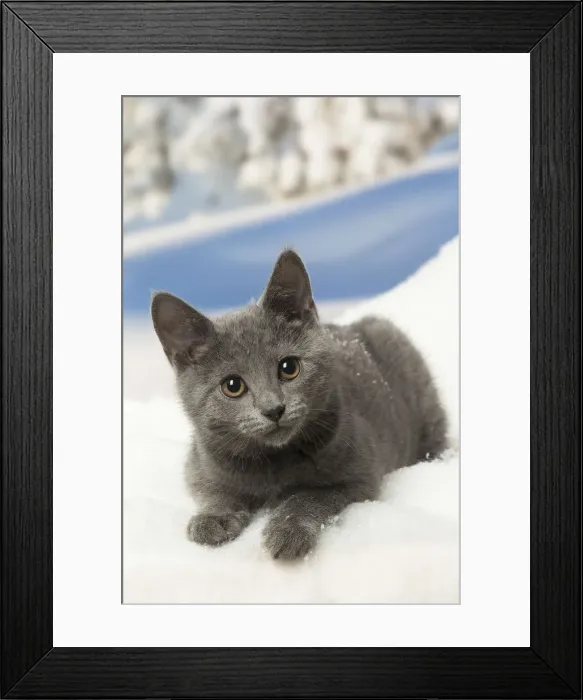 Framed Print : Picture No. 12478598 Framed Print : Picture No. 12478598
